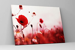 Obraz Krása divých makov zs1109